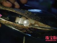 由沙粒变成珍珠再到整串珍珠项链的全过程