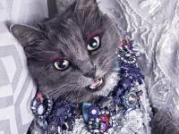 猫咪也来玩时尚 戴珠宝穿华服堪比“真模特”