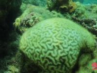 南海近四成珊瑚逐渐死亡 源于15年厄尔尼诺事件