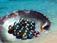 大溪地黑珍珠市场处于供不应求状态 珍珠价格水涨船高